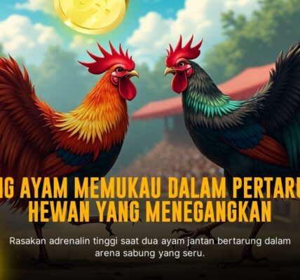 Mengenal Ayam Bangkok: Raja Sabung Ayam yang Gagah