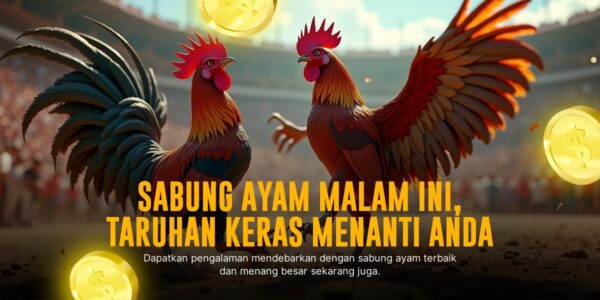 Kehebatan Ayam Bangkok dalam Dunia Sabung Ayam Online