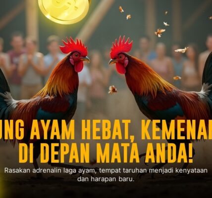 Profil Ayam Bangkok: Raja Sabung Ayam yang Mendominasi Arena